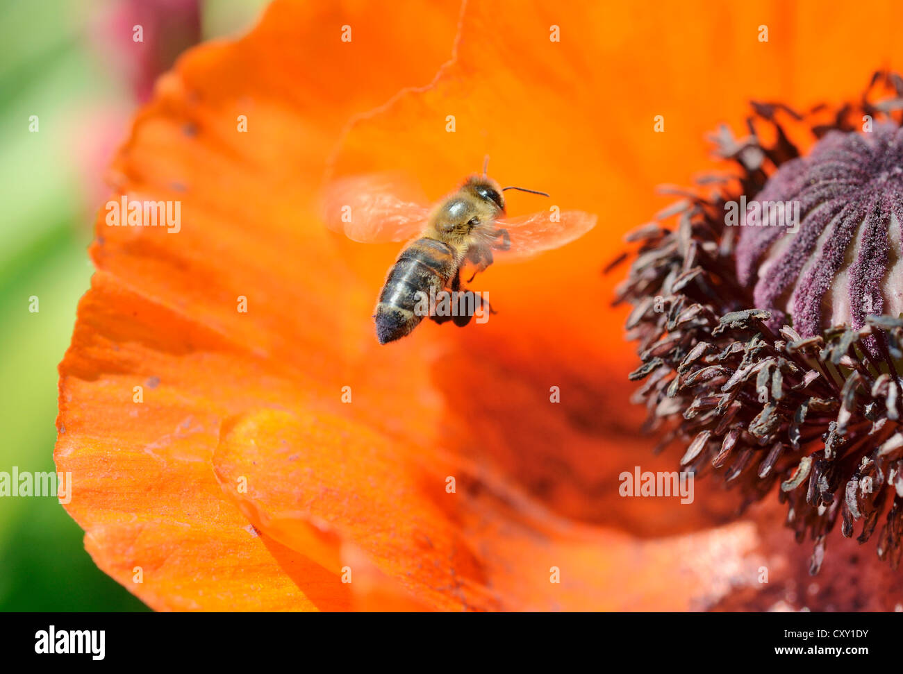 Pollen on rear legs hires stock photography and images Alamy