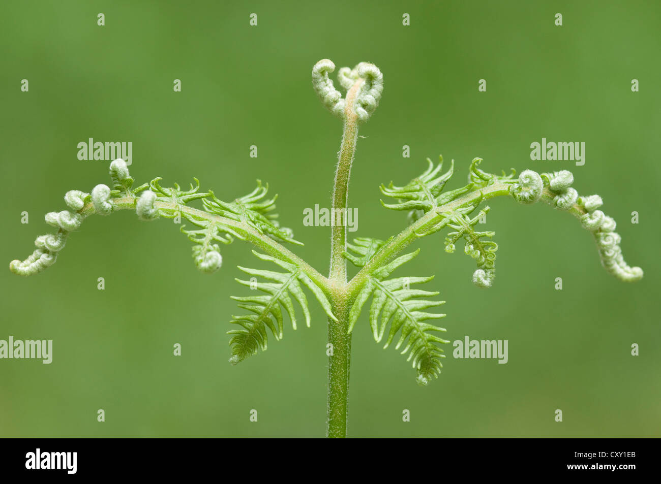 Common bracken (Pteridium aquilinum), Tinner Loh, Haren, Emsland, Lower Saxony Stock Photo
