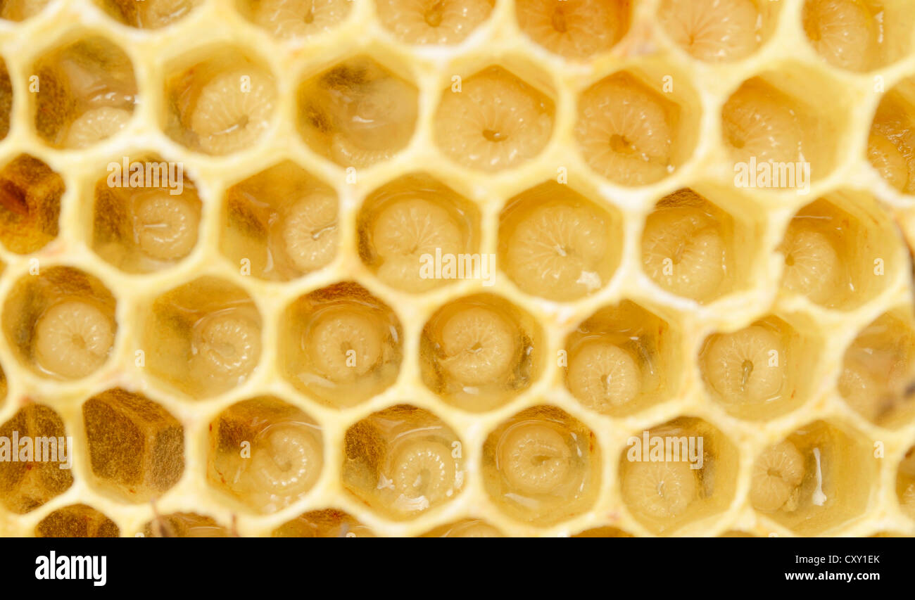 Newly-created wax comb of the honey bee (Apis mellifera var carnica) with larvae, worker bees, c. 5-9 days, in jelly Stock Photo