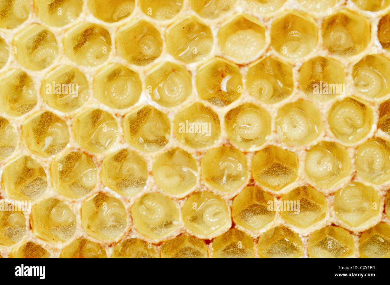 Newly-created wax comb of the honey bee (Apis mellifera var carnica) with larvae, worker bees, c. 5-7 days, in jelly Stock Photo