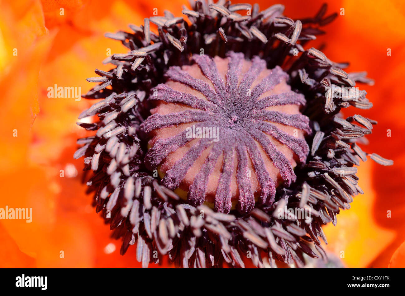 Pistil poppy papaver detail flower hi-res stock photography and images ...