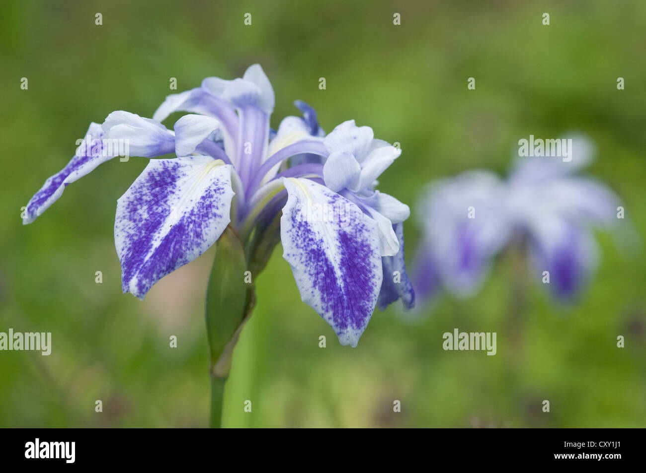 Japanese water iris (Iris laevigata 'Monstrosa'), Haren, Emsland, Lower Saxony Stock Photo