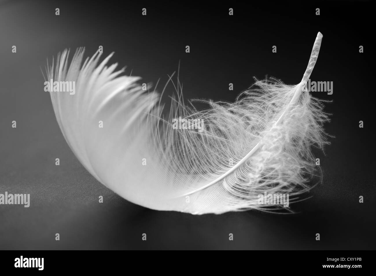 Down feather hires stock photography and images Alamy