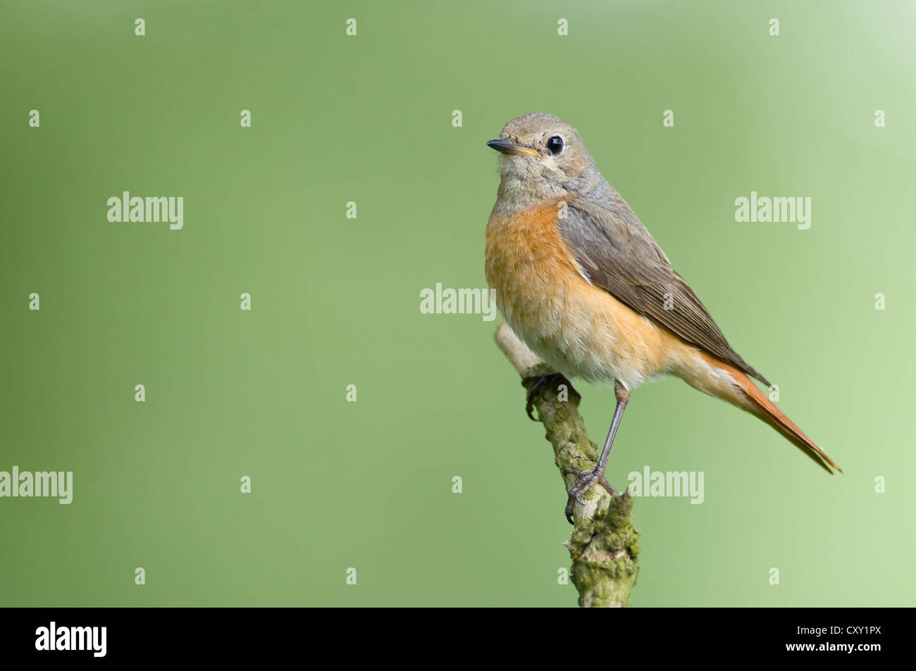 Redstart (Phoenicurus phoenicurus), female, Meppen, Emsland region, Lower Saxony Stock Photo