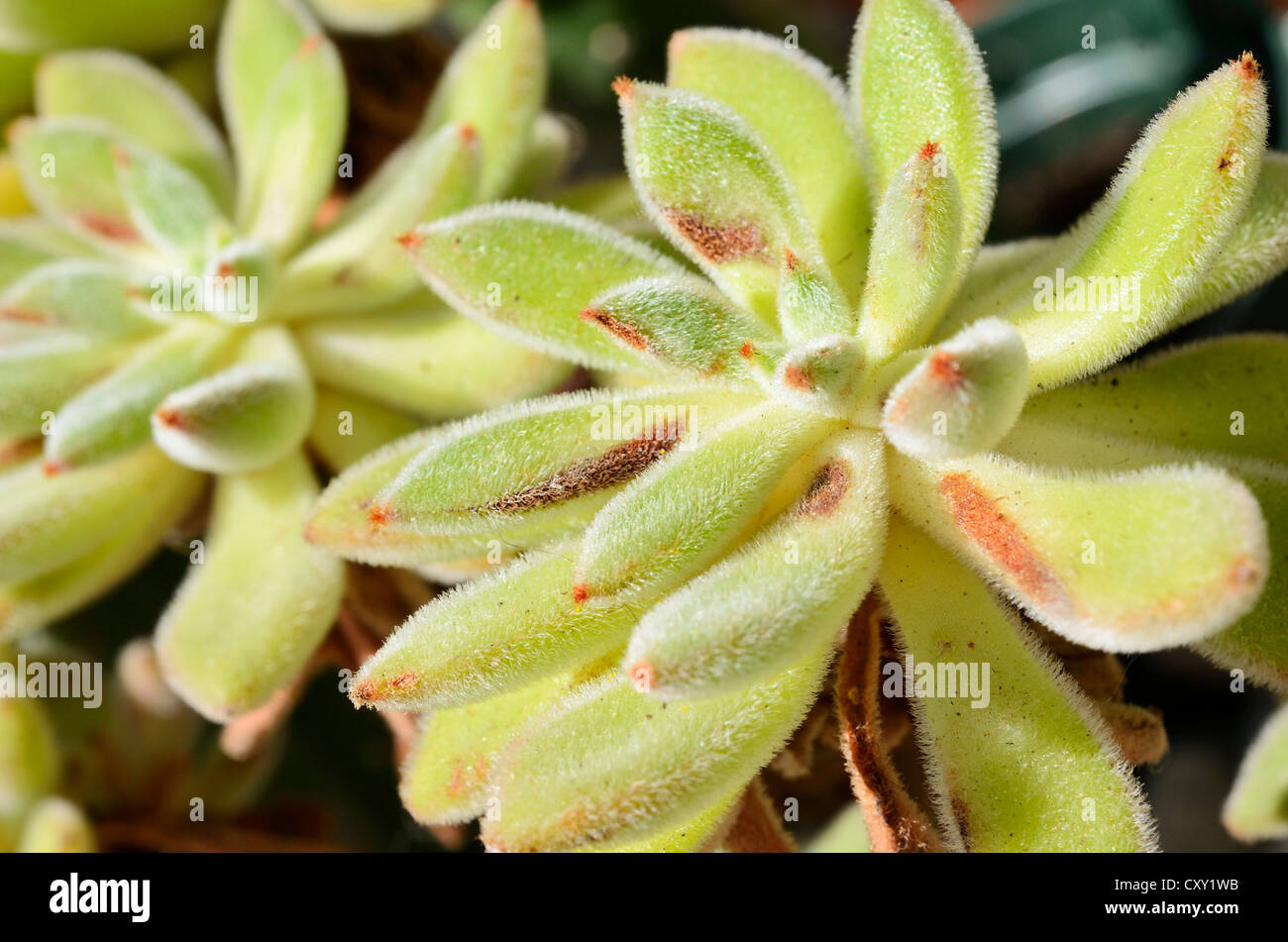 Firecracker Plant (Echeveria setosa), succulent plant with hairy leaves Stock Photo