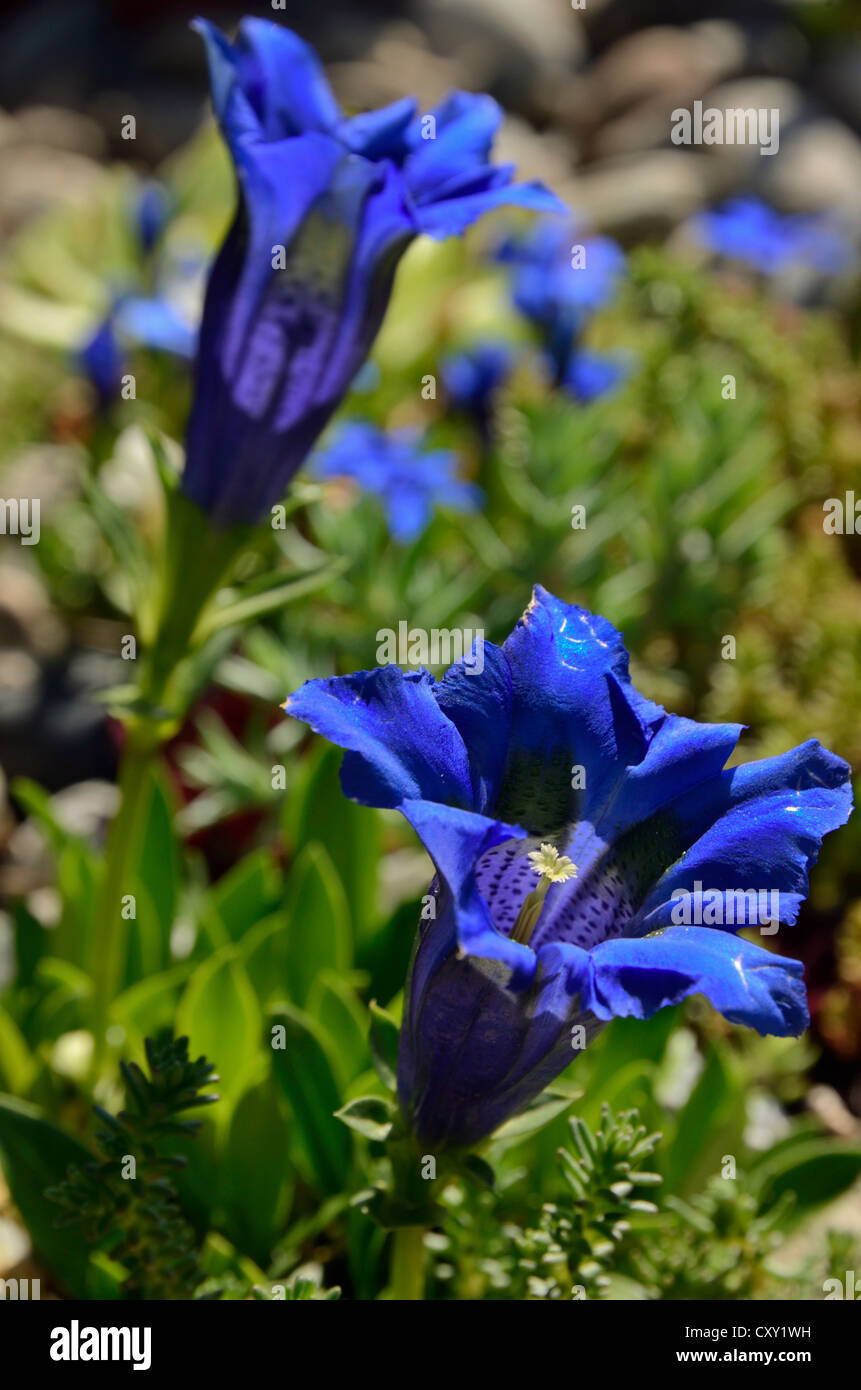 Blue flowers, Clusius' Gentian (Gentiana clusii) Stock Photo