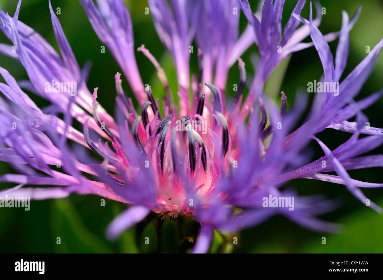 Blueviolet flower of the Perennial Cornflower or Montane Knapweed