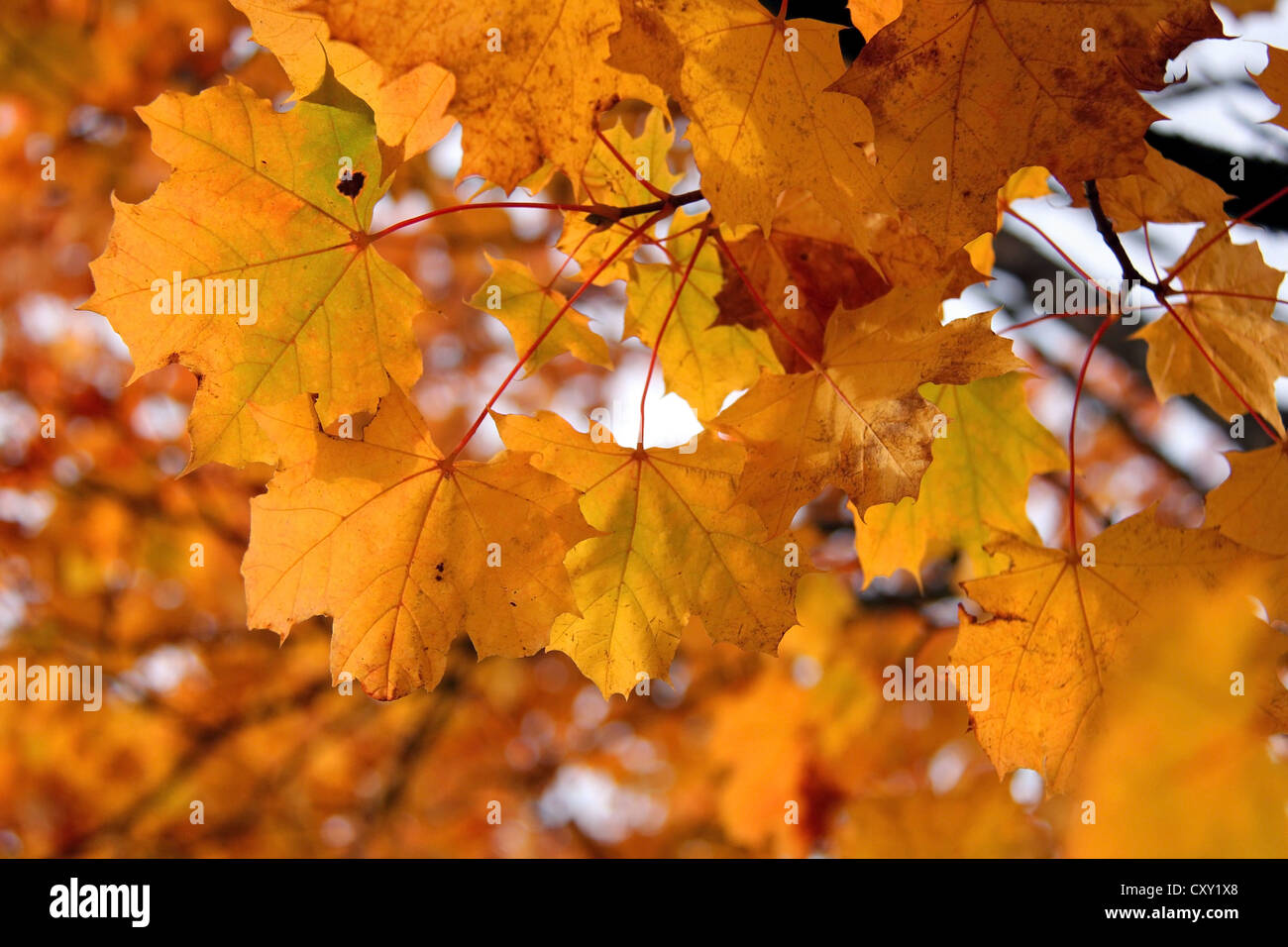 Maple leaves turn yellow in hi-res stock photography and images - Alamy