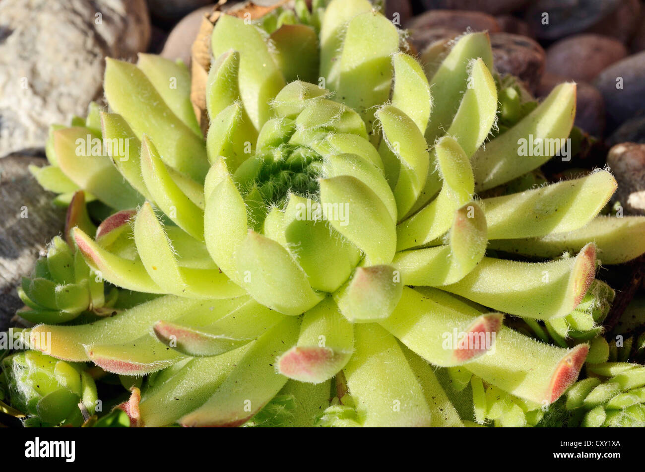 Echeveria species (Echeveria minima), succulent plant with hairy leaves Stock Photo