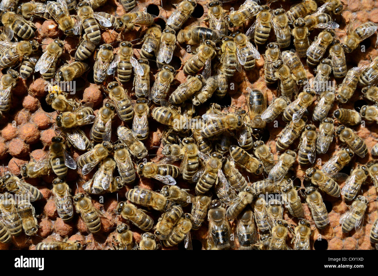 Brood comb with drone brood surrounded by worker bees (Apis mellifera var. carnica) Stock Photo