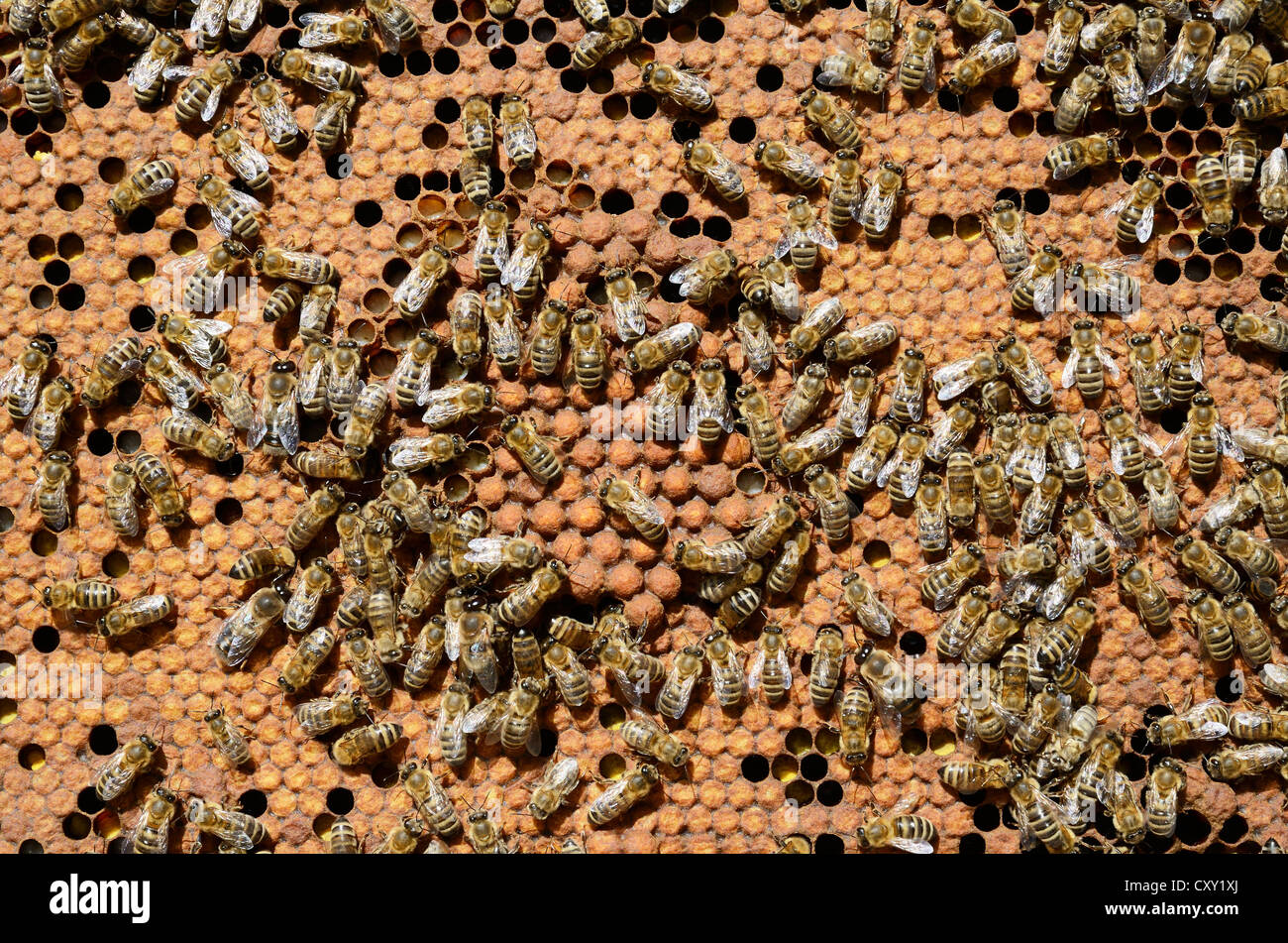 Brood comb with drone brood surrounded by worker bees (Apis mellifera var. carnica) Stock Photo