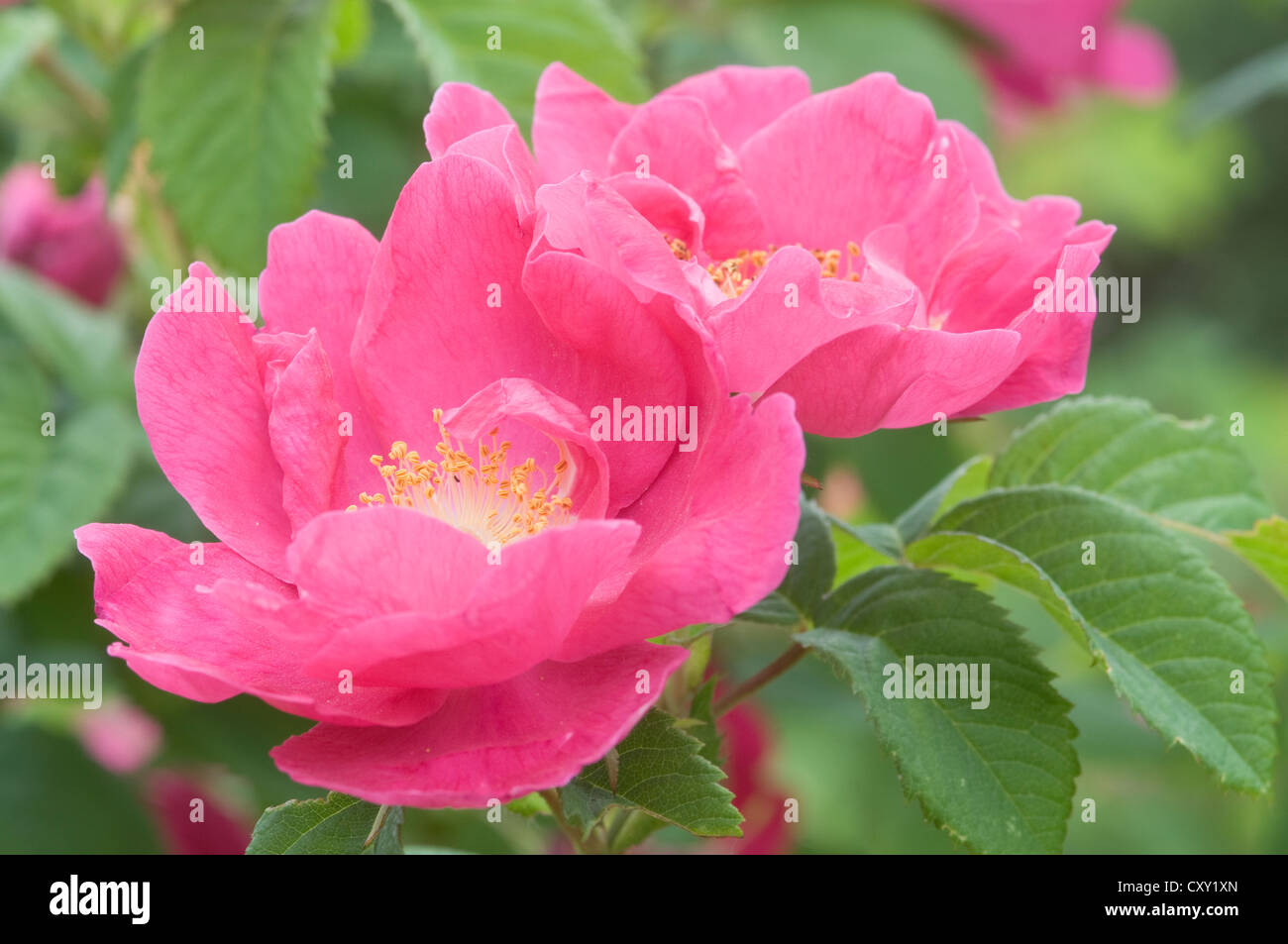 Flora gallica hi-res stock photography and images - Alamy