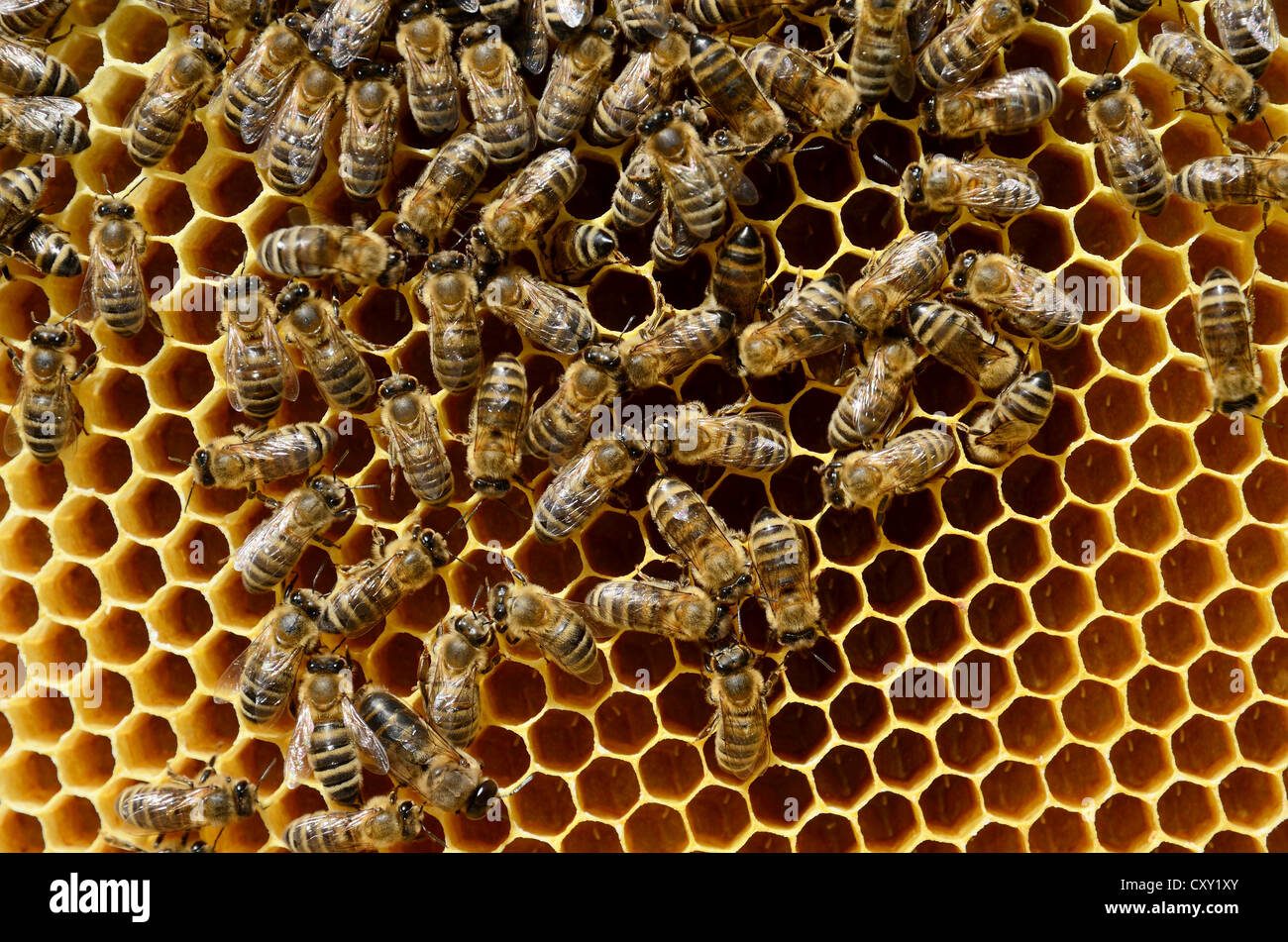 Honeybees (Apis mellifera var. carnica), on brood comb with freshly laid eggs in honeycomb cells Stock Photo