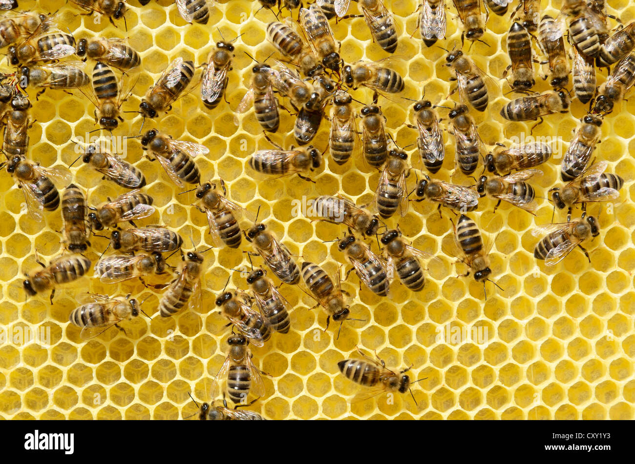 Newly developed honeycomb with worker bees (Apis mellifera var. carnica) Stock Photo