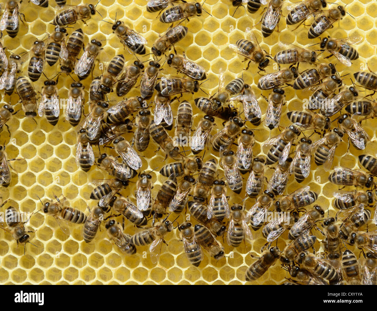 Newly developed honeycomb with worker bees (Apis mellifera var. carnica) Stock Photo