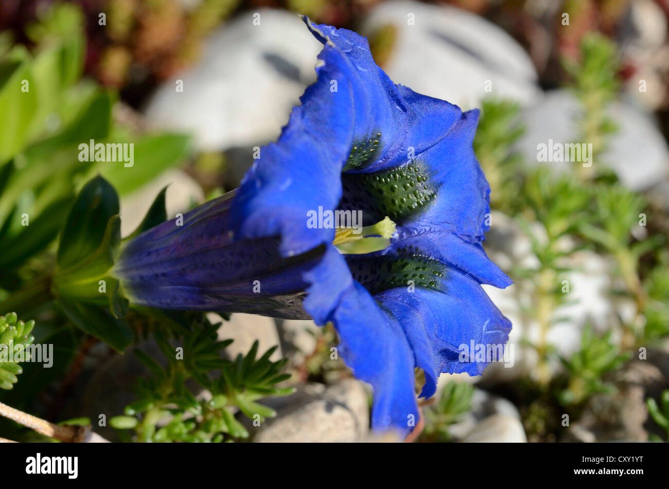 Blue flower of the Clusius Gentian or Gentian (Gentiana clusii) Stock Photo