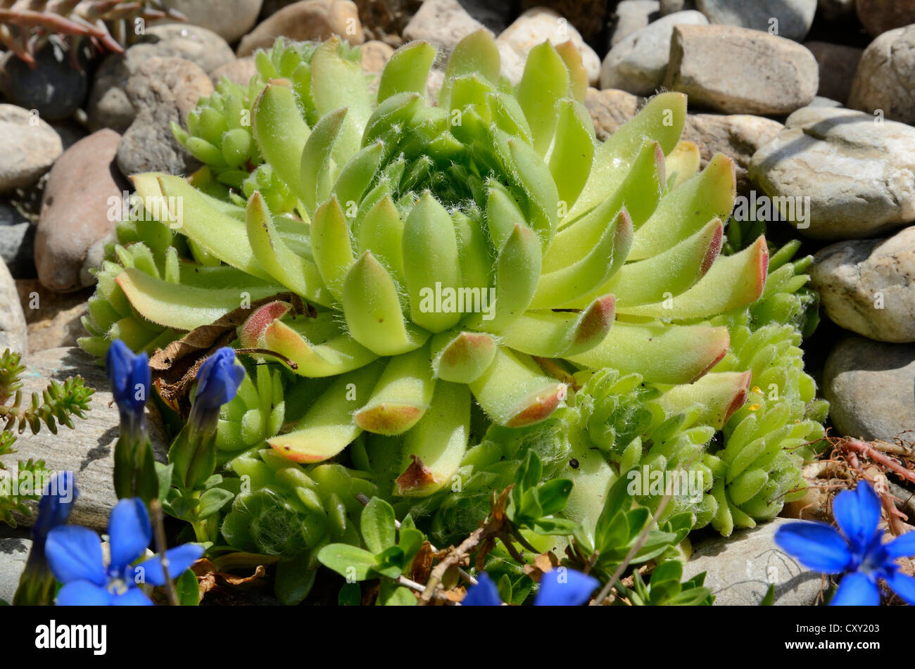 Echeveria (Echeveria minima), succulent plant with hairy leaves, in a rock garden Stock Photo