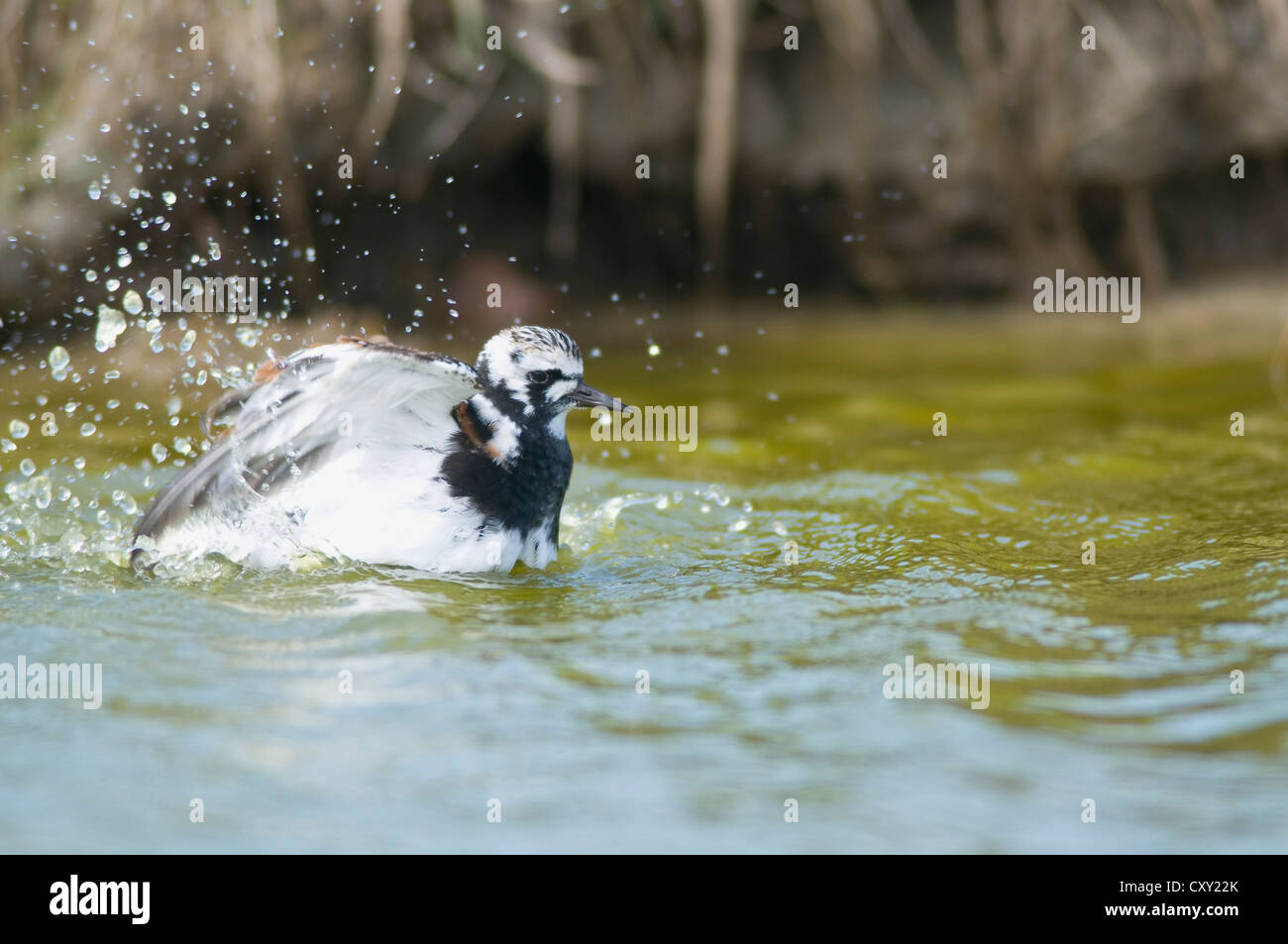 Ruddy Turnstone (Arenaria interpres), taking a bath, Texel Island, The Netherlands, Europe Stock Photo