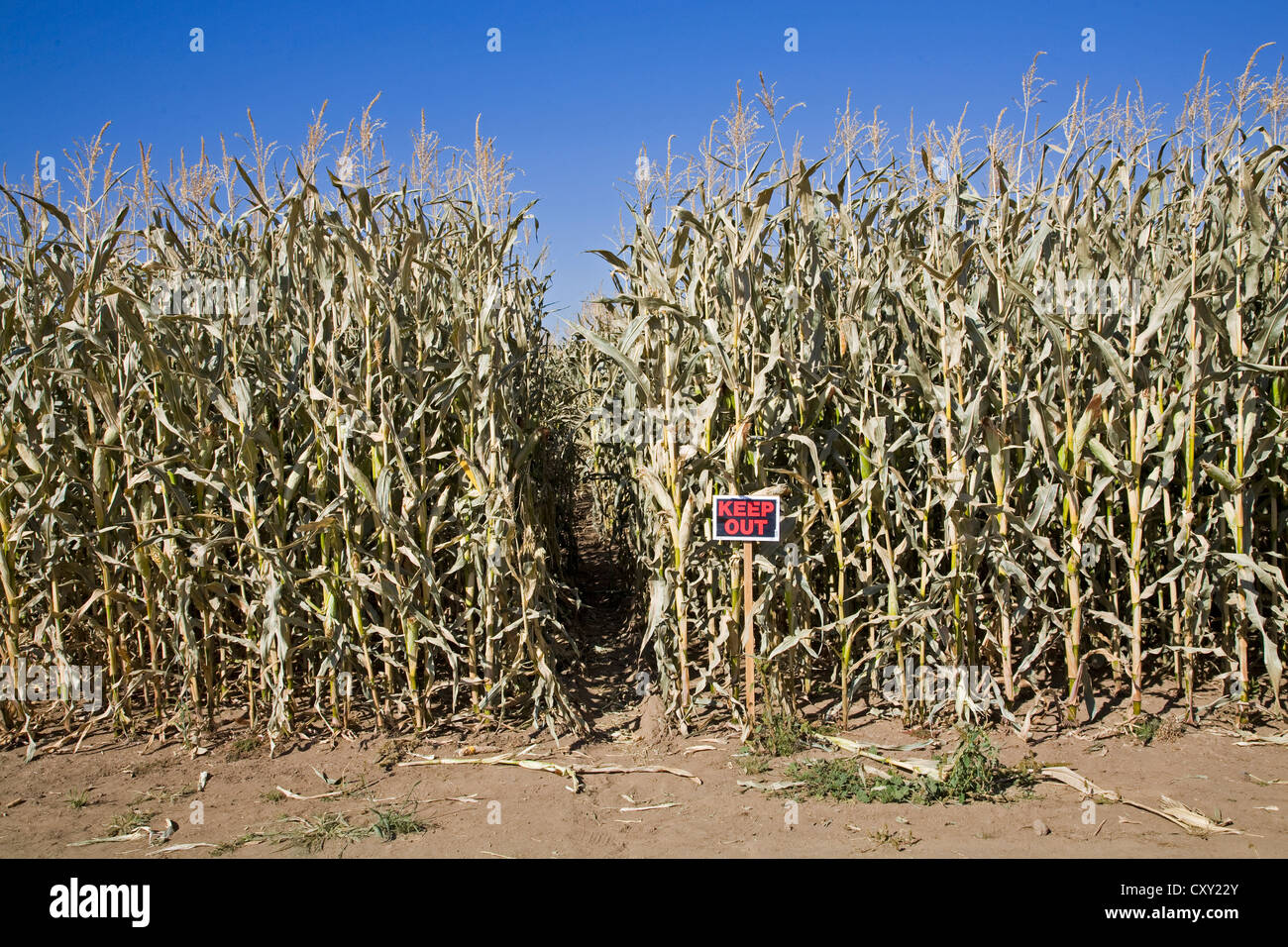 A corn patch with a keep out sign in front of it, on a farm in central