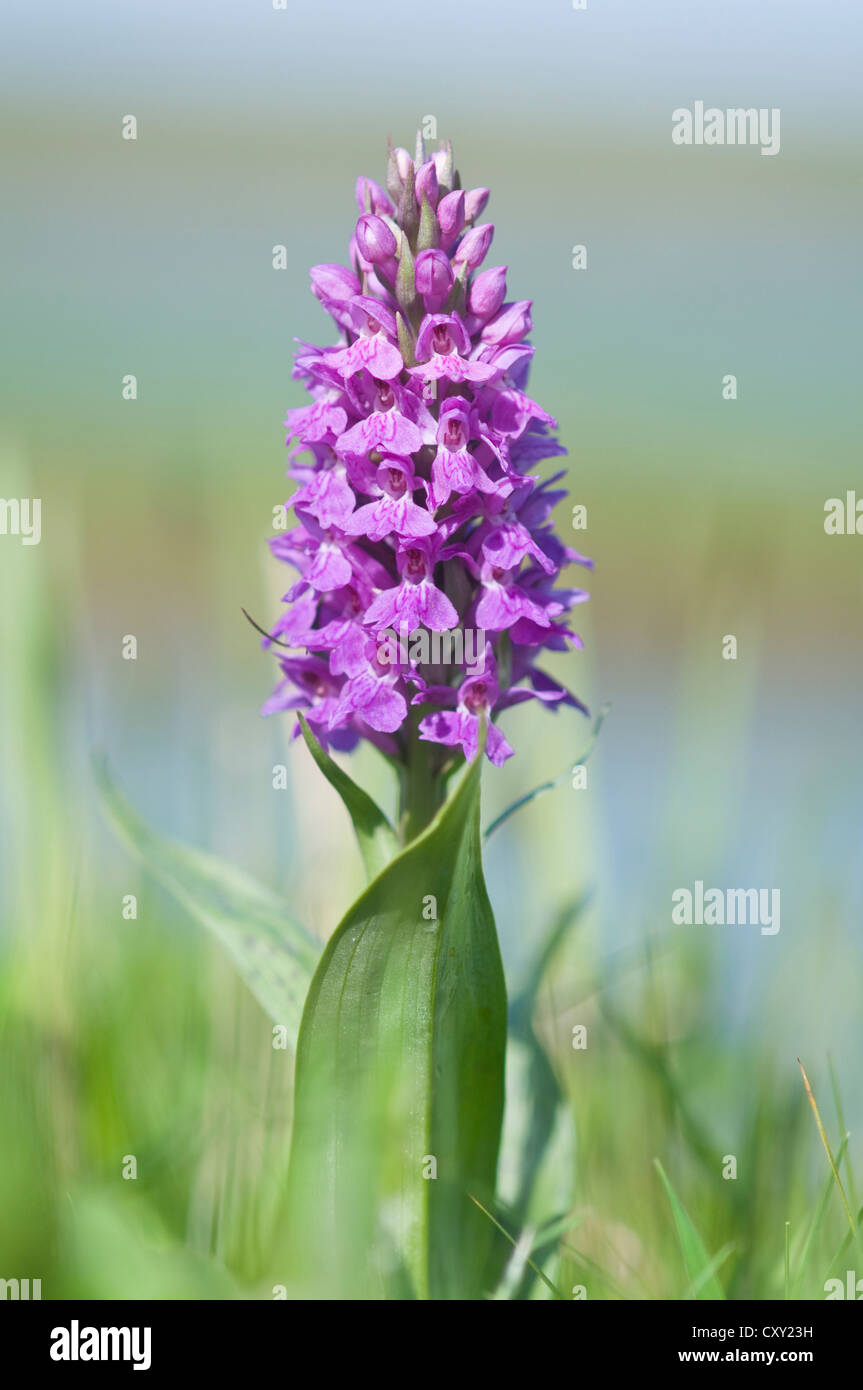 Western Marsh Orchid, Broad-leaved Marsh Orchid, Fan Orchid or Common Marsh Orchid (Dactylorhiza majalis), Texel Island Stock Photo