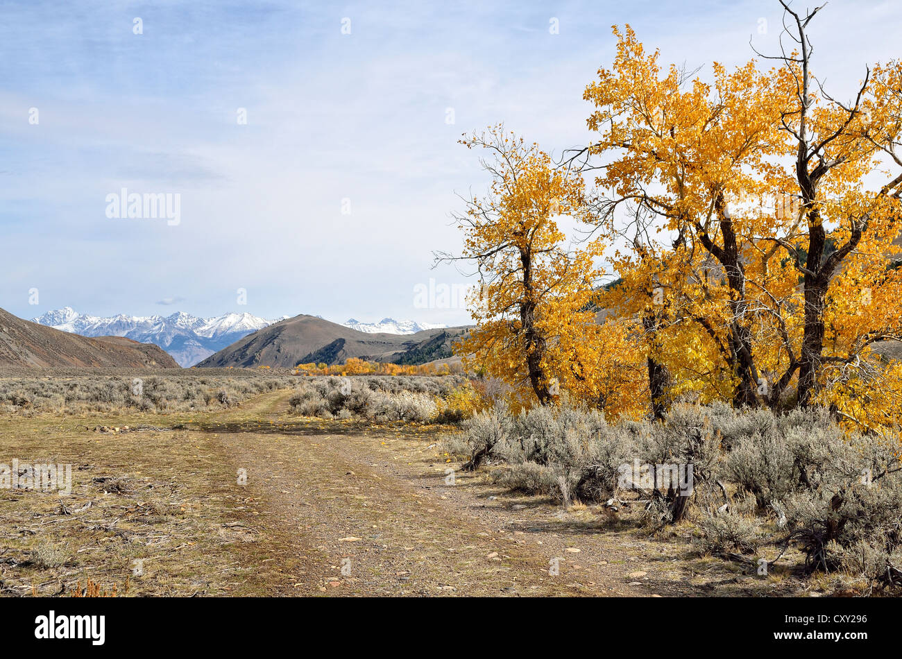 Roadway with autumnal coloured trees in the Big Lost River Valley, Lost River Range at back, Mackay, Idaho, USA Stock Photo