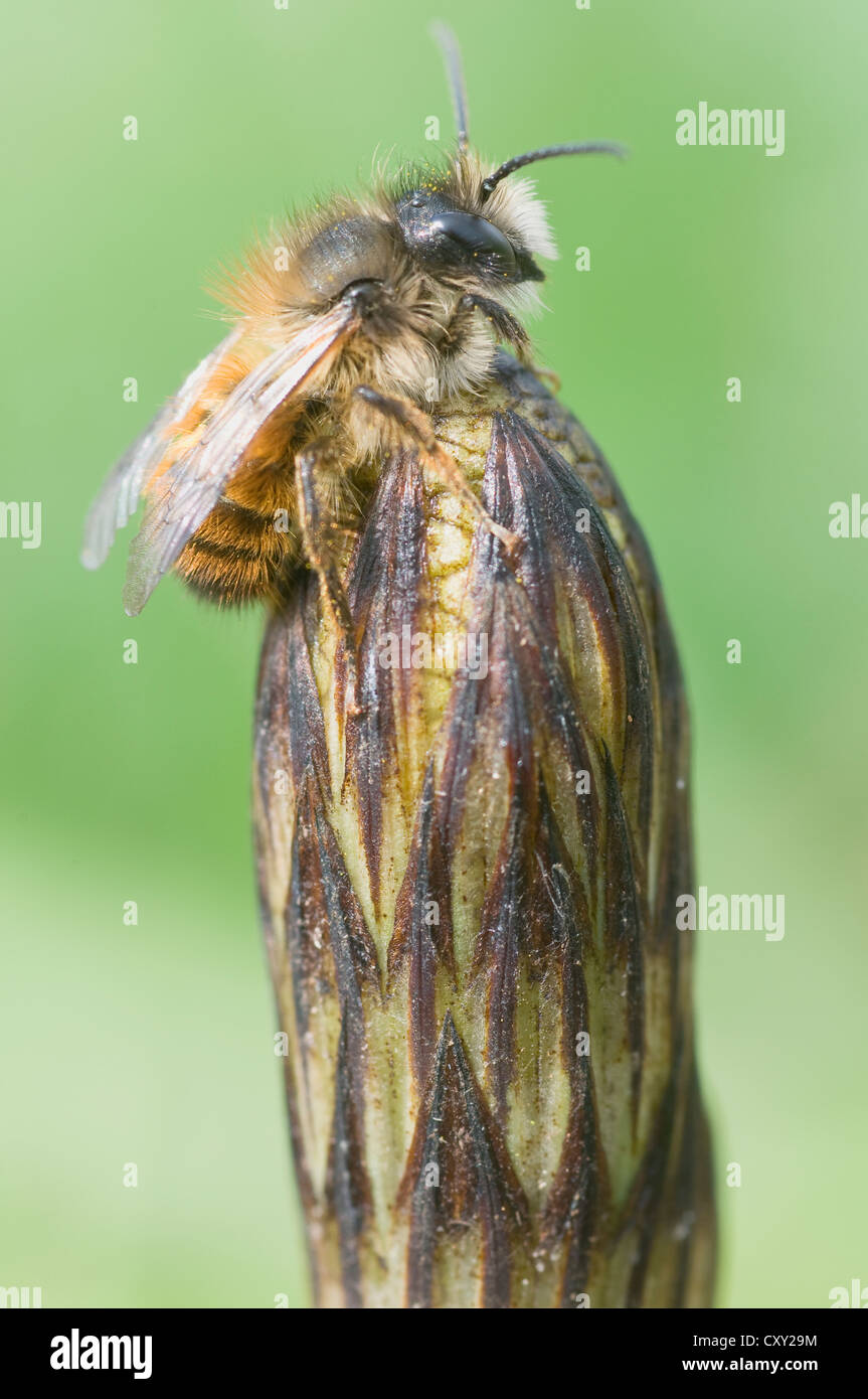A species of bee (Osmia cornuta) perched on a field horsetail (Equisetum arvense), Haren, Emsland, Lower Saxony Stock Photo