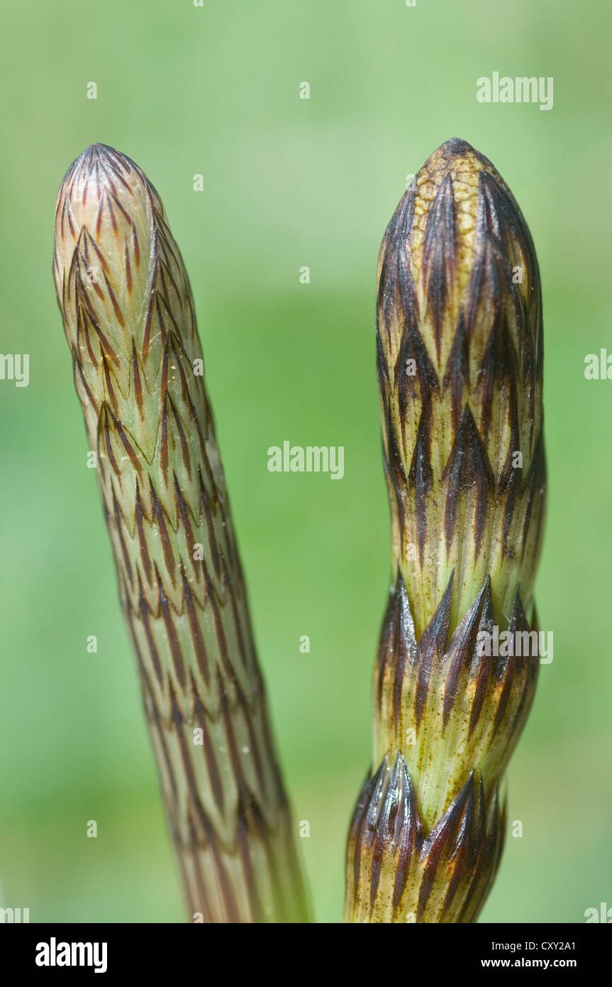 Field horsetail (Equisetum arvense), Haren, Emsland, Lower Saxony Stock Photo