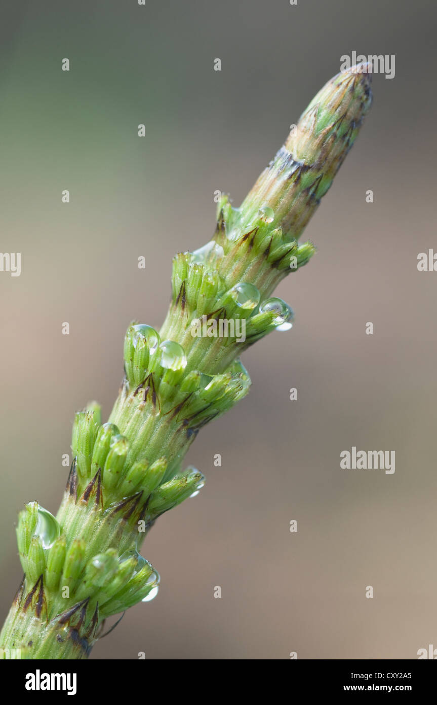 Field horsetail (Equisetum arvense), Haren, Emsland, Lower Saxony Stock Photo