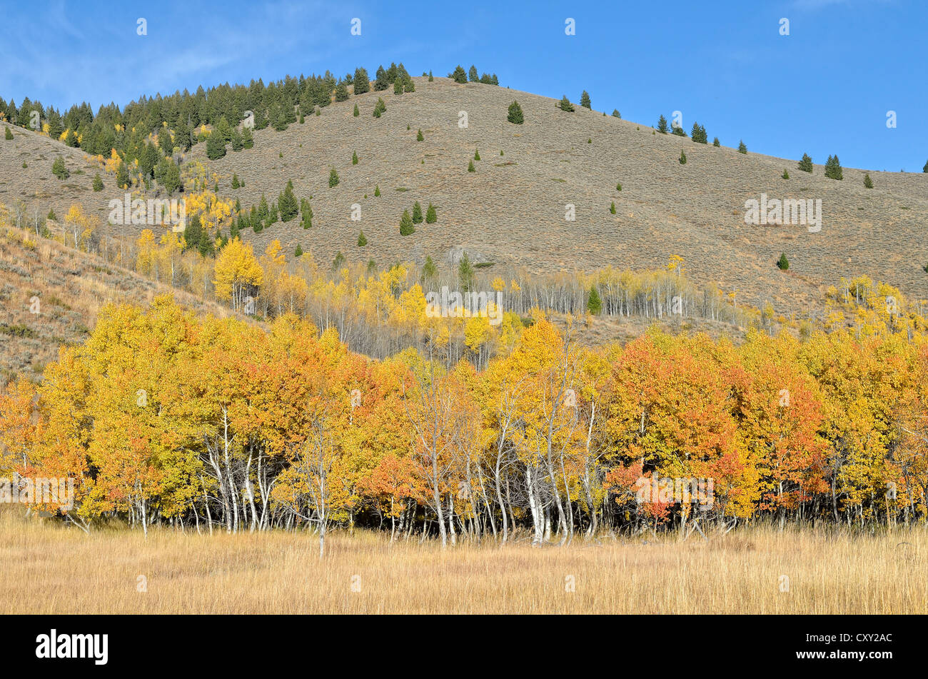 Aspen trees (Populus tremula) with autumnal coloured foliage, Highway 75, Ketchum, Idaho, USA Stock Photo