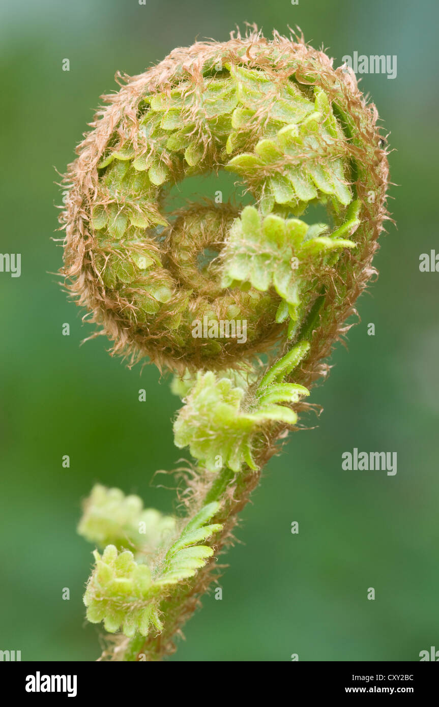 Shoot, scaly male fern (Dryopteris affinis), Haren, Emsland, Lower Saxony Stock Photo