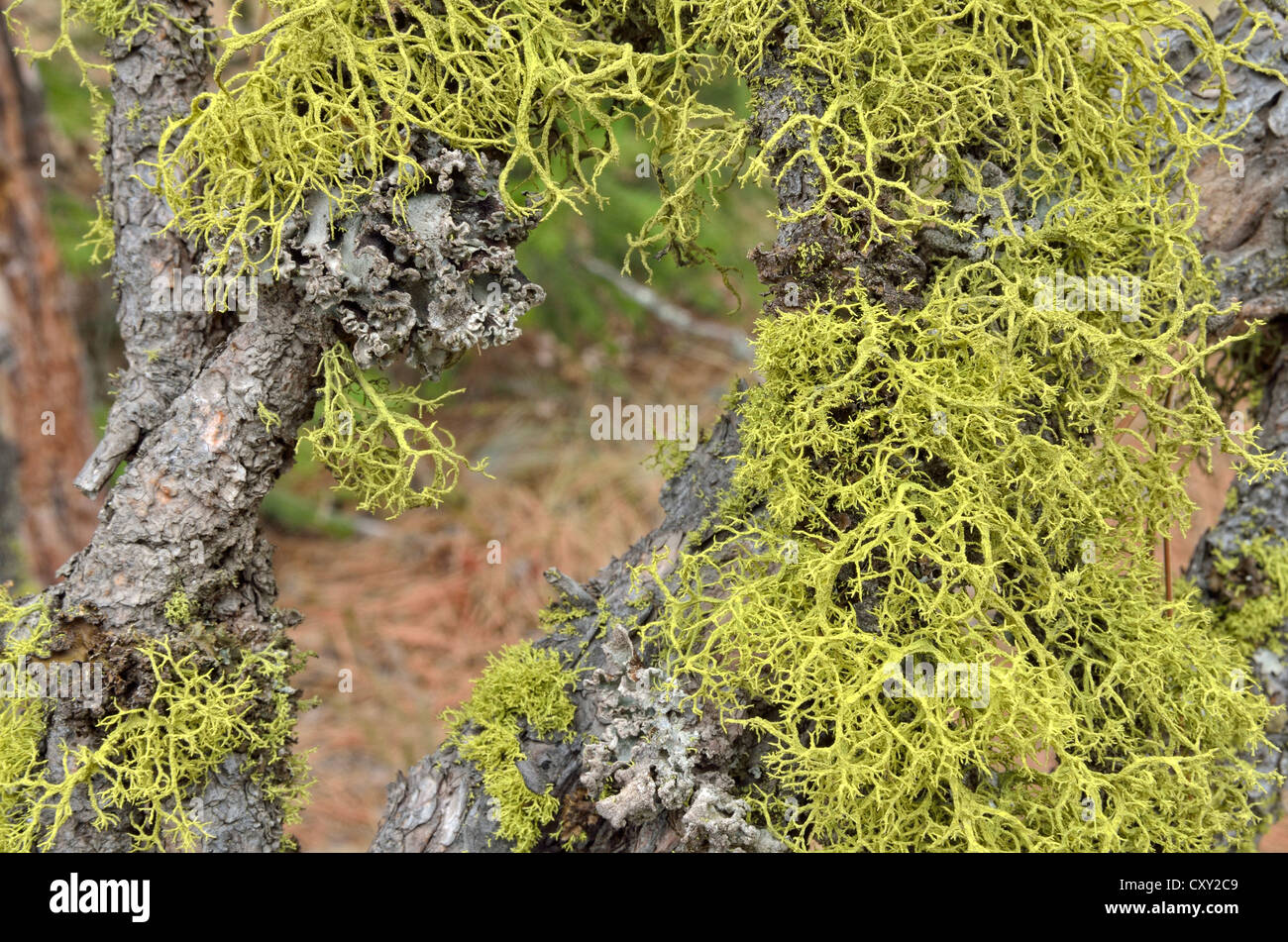 Lichen species (Usnea), Coeur d'Alene, Idaho, USA Stock Photo