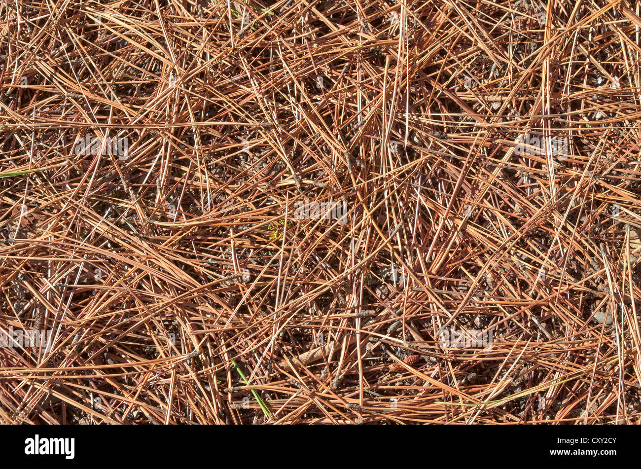 Ponderosa Pine, Bull Pine, Blackjack Pine or Western Yellow Pine (Pinus ponderosa), needles, Farragut State Park, Idaho, USA Stock Photo