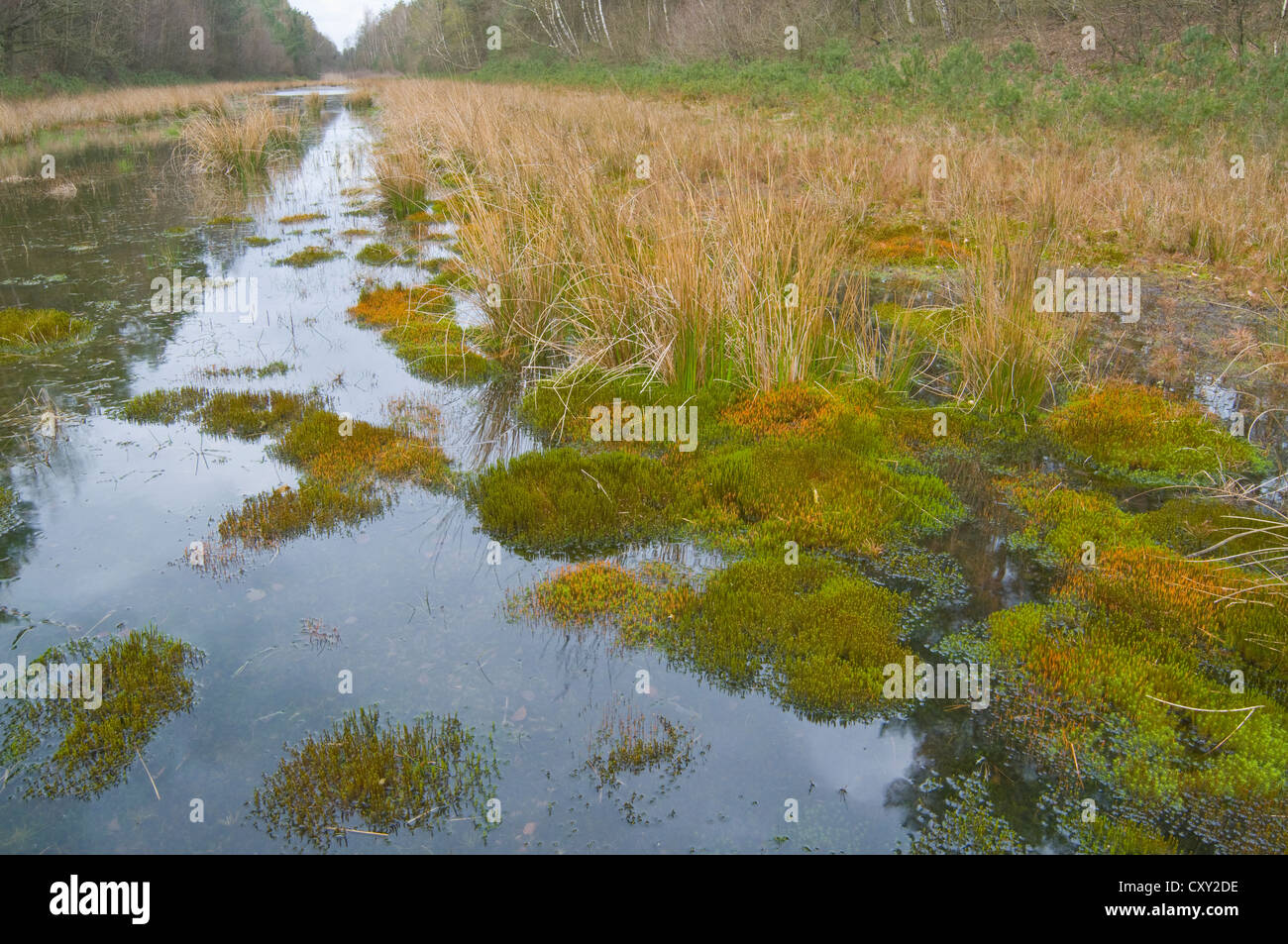 Mosses in a side canal of the Ems River, Hemsen, Emsland, Lower Saxony Stock Photo