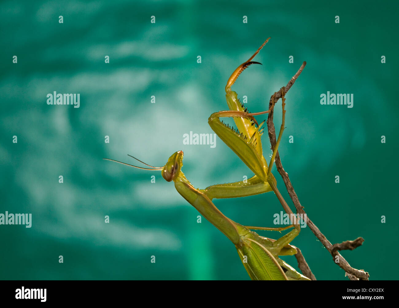 Praying Mantis Stock Photo