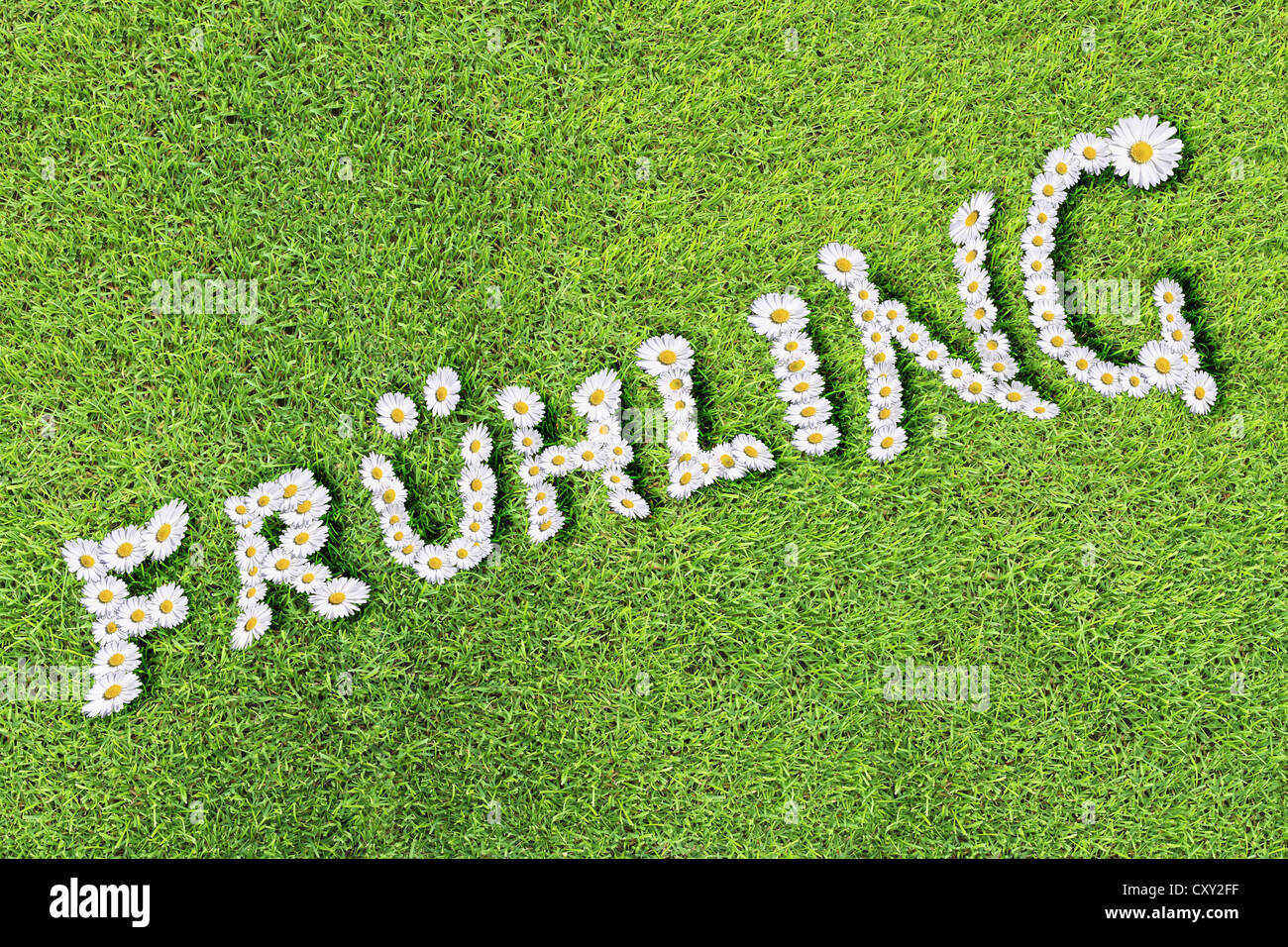 Daisies, grass, lettering 'Fruehling', German for 'Spring' Stock Photo