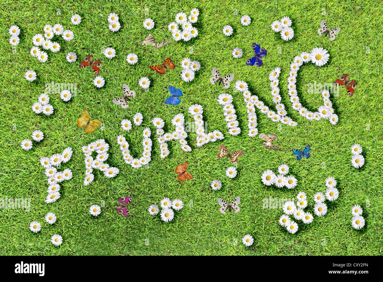 Daisies, grass, butterflies, lettering 'Fruehling', German for 'Spring' Stock Photo