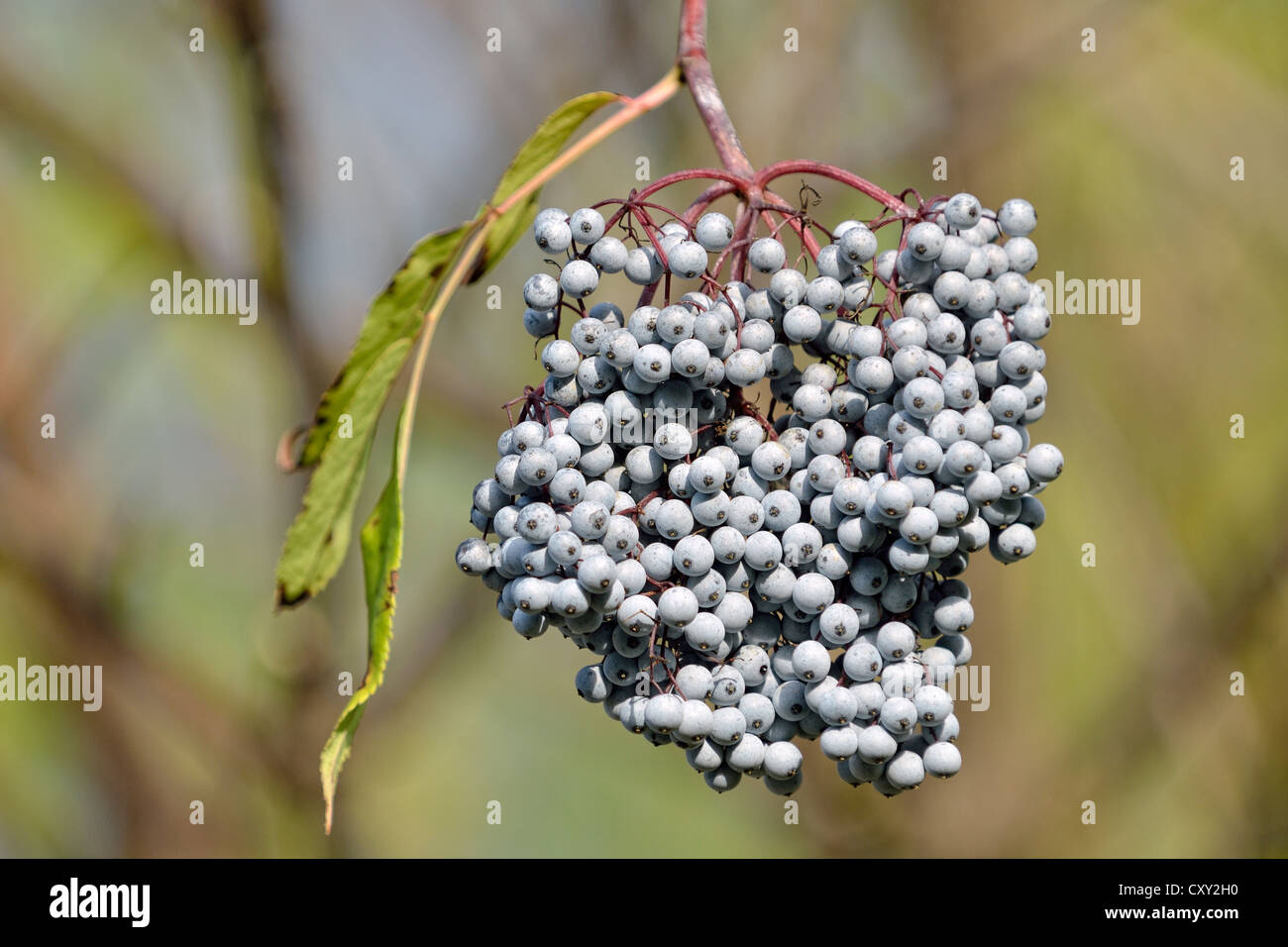 Blue Elderberry or Blue Elder (Sambuccus caerulea), Coeur d'Alene National Forest, Idaho, USA Stock Photo