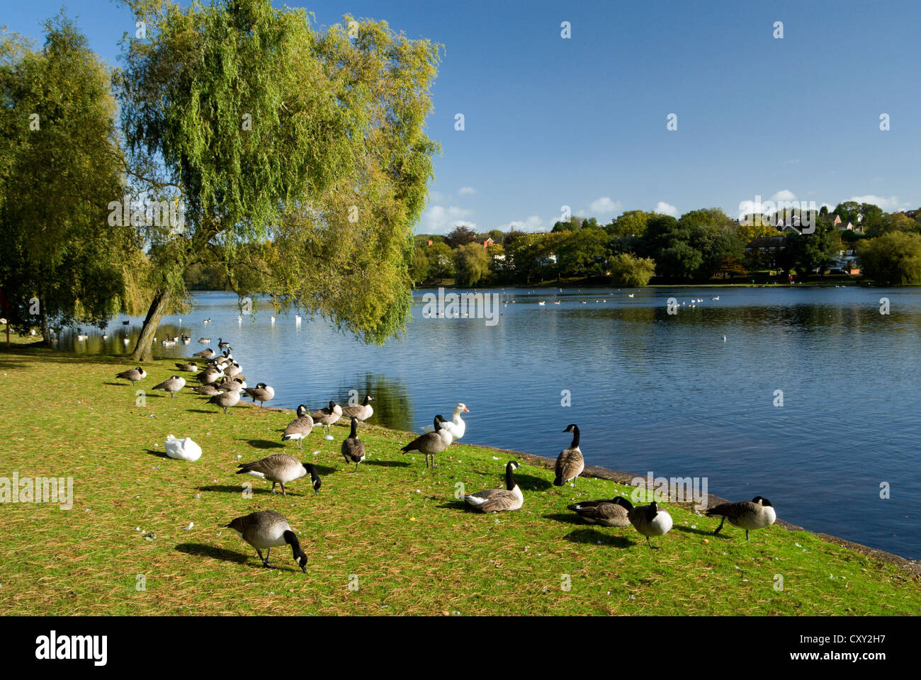 willow tree roath park lake cardiff sourh wales uk Stock Photo Alamy
