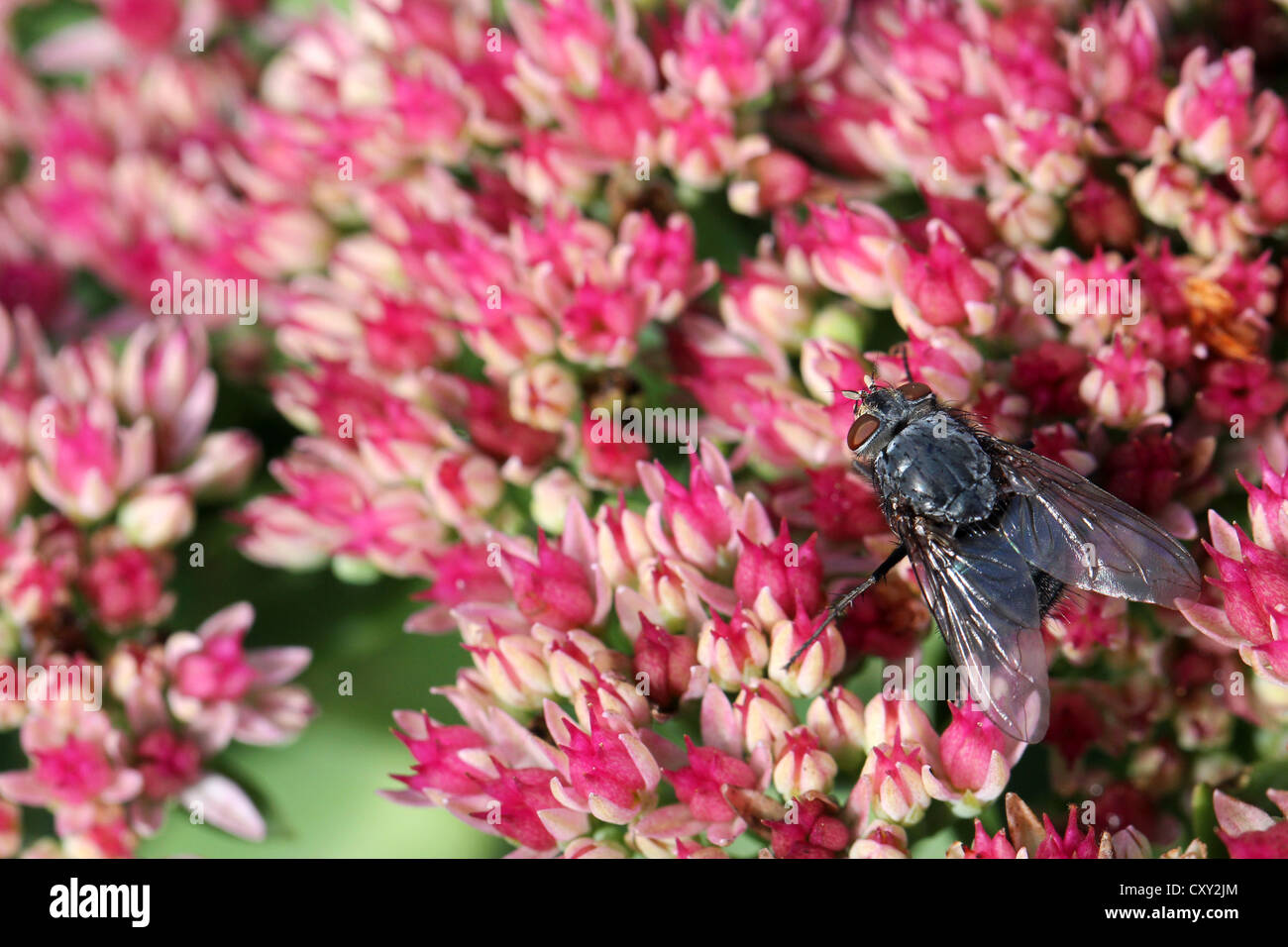 Red-eyed fly on pink Sedum flowers, focus on the fly. Stock Photo