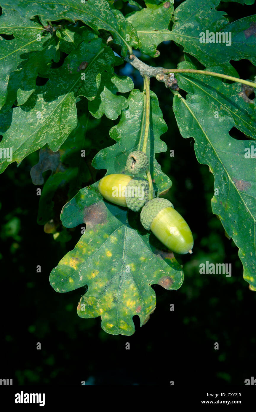 Quercus robur pendunculate oak hi-res stock photography and images - Alamy