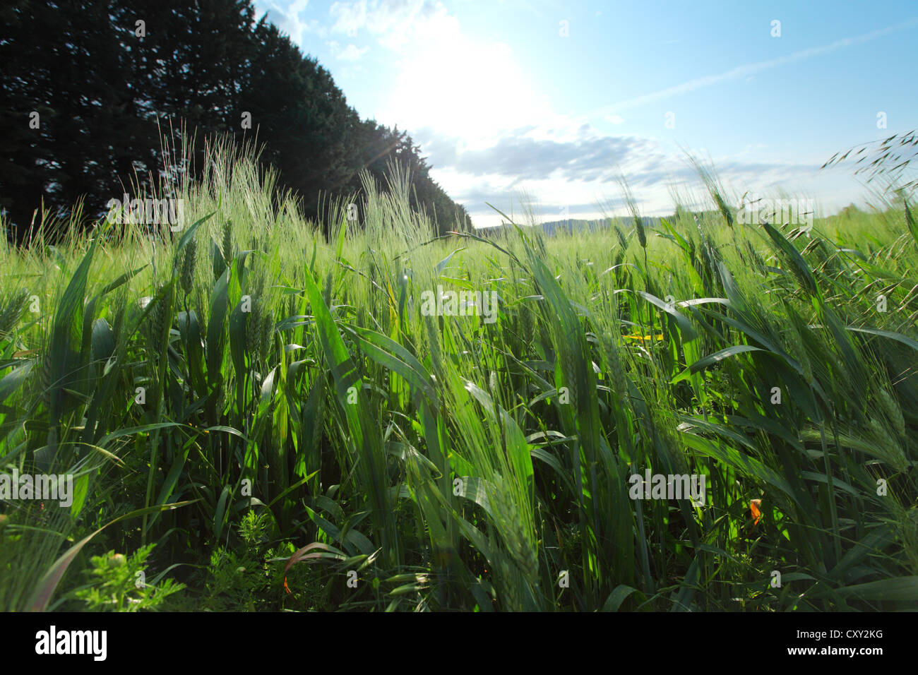 Summer field of wheat Stock Photo - Alamy