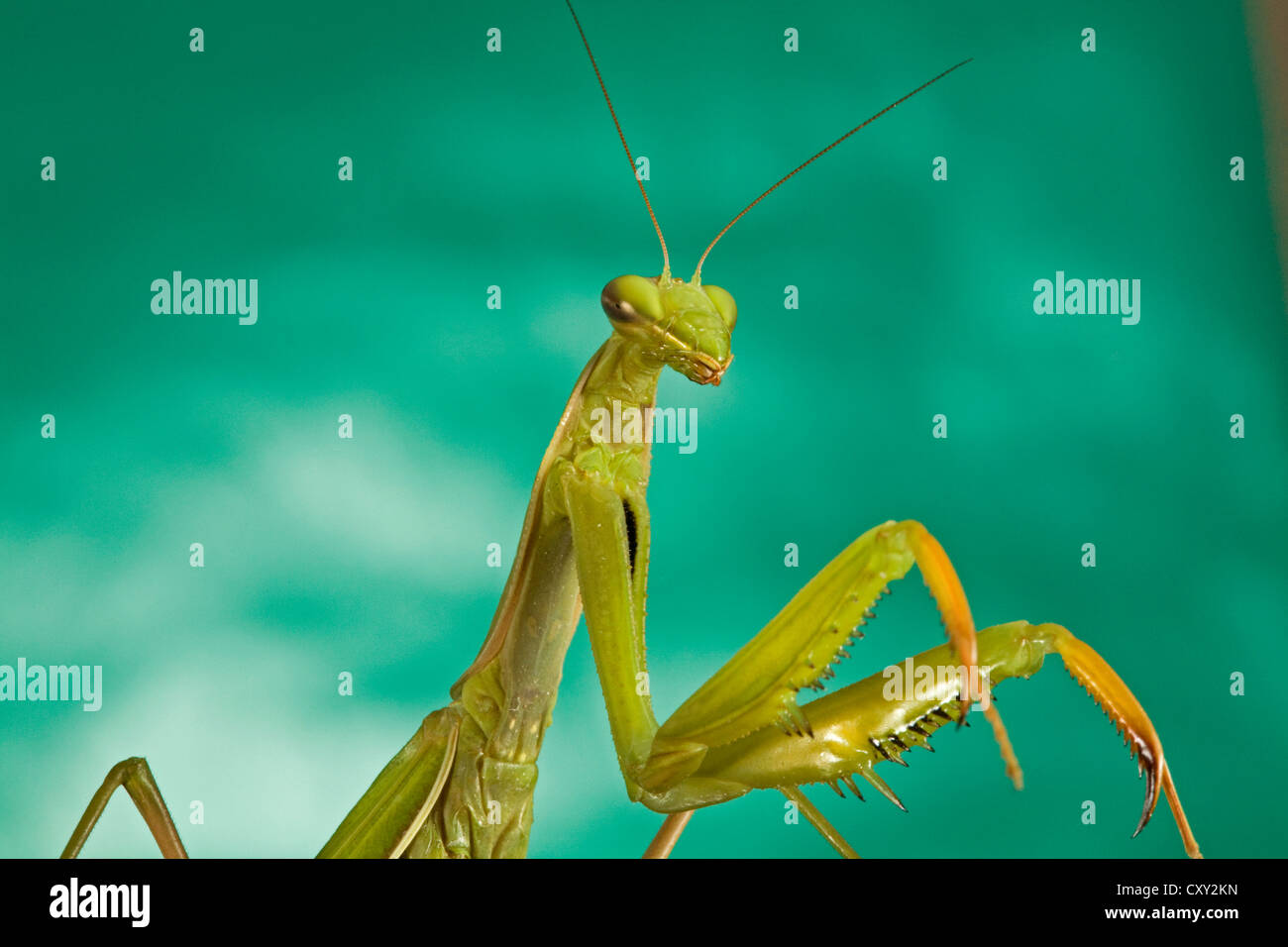 Praying Mantis Stock Photo