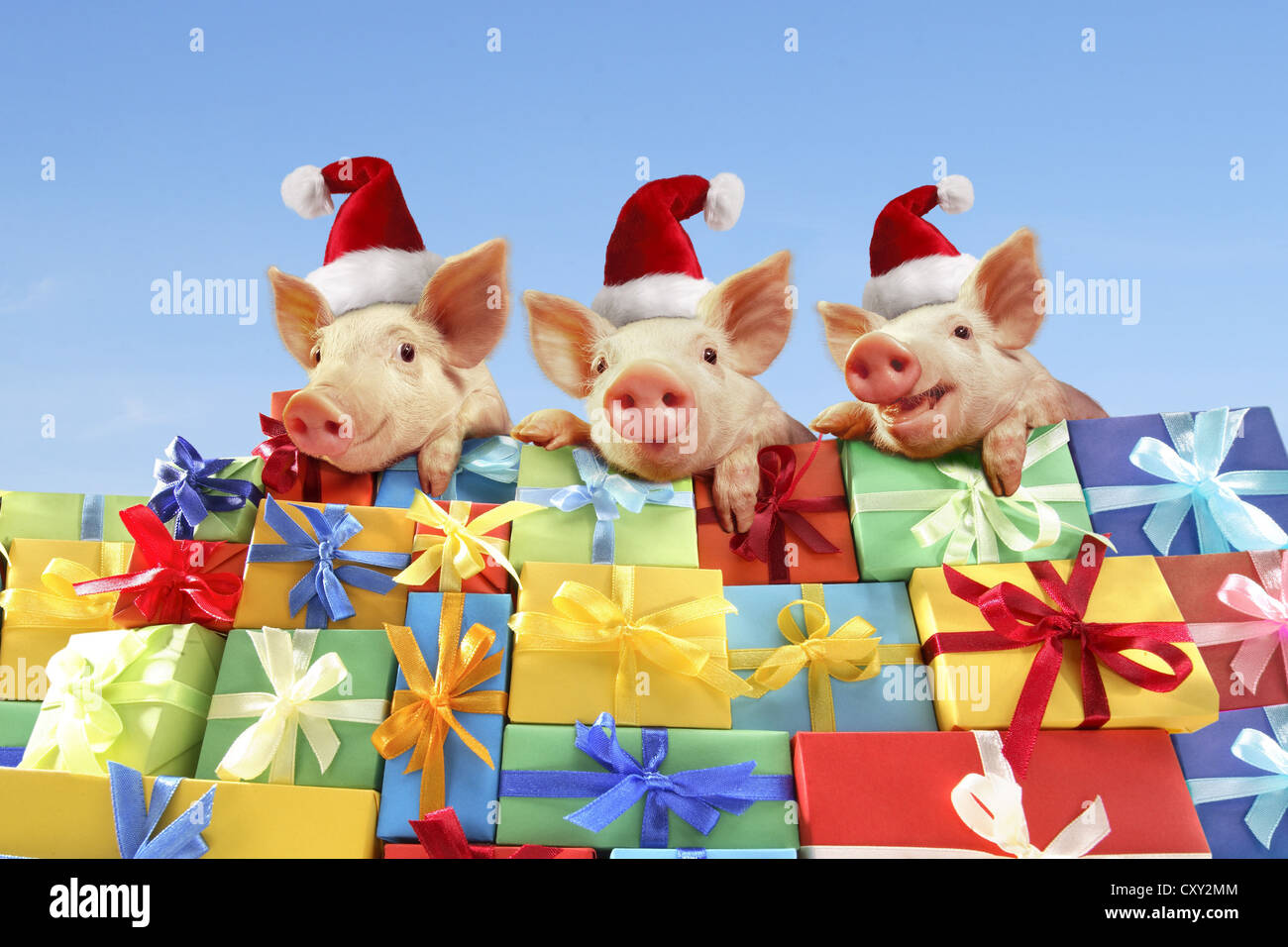 Piglets wearing Santa hats sitting on a pile of gifts Stock Photo - Alamy