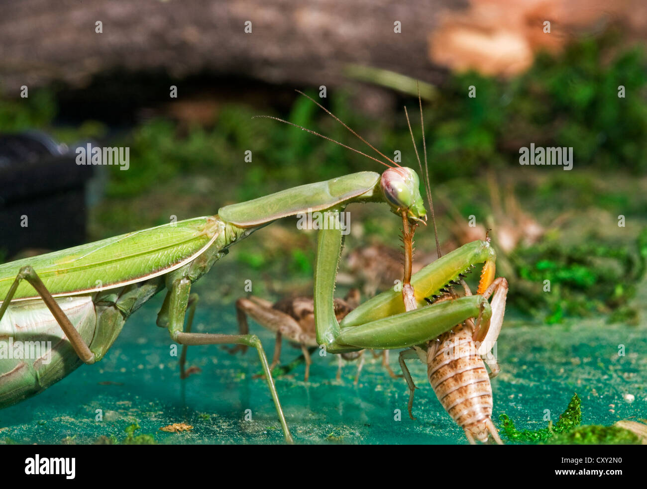 A praying mantis eating a cricket Stock Photo
