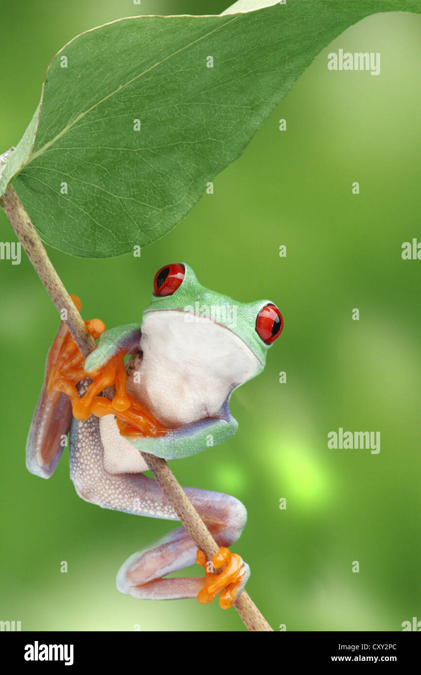 Red-eye treefrog (Agalychnis callidryas) sitting on a branch Stock Photo