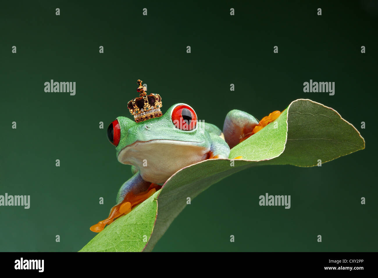 Frog wearing a crown, red-eye treefrog (Agalychnis callidryas) Stock Photo