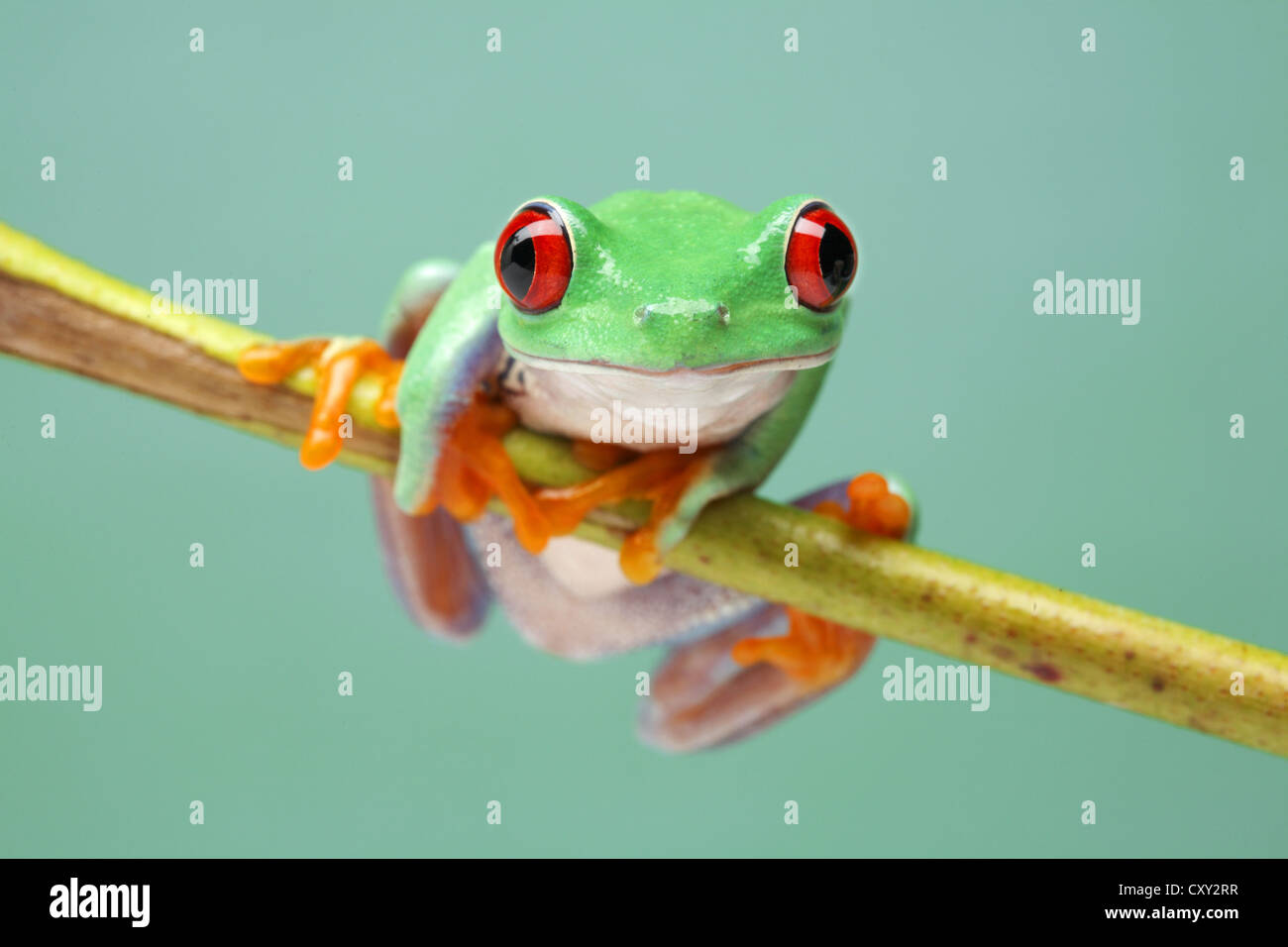 Red-eyed Tree Frog (Agalychnis callidryas) on a branch Stock Photo