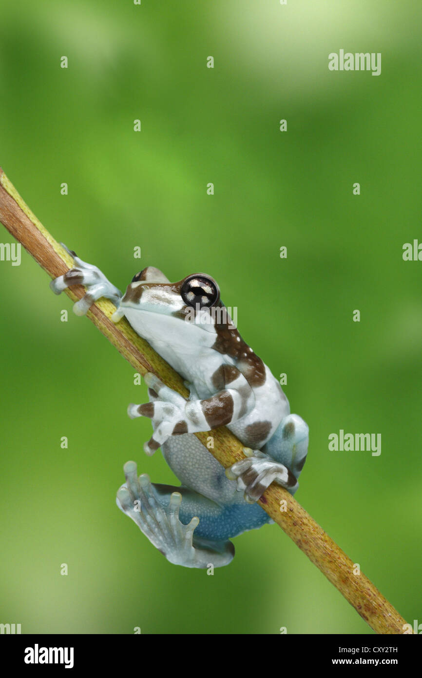 Amazon Milk Frog (Phrynohyas resinifictrix) climbing a branch Stock