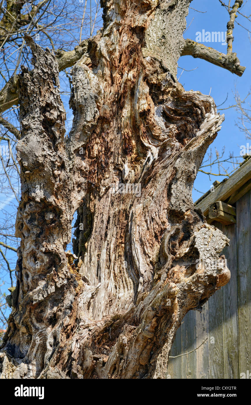 Dead ash tree (Fraxinus excelsior), trunk, Miesbach, Upper Bavaria, Bavaria Stock Photo