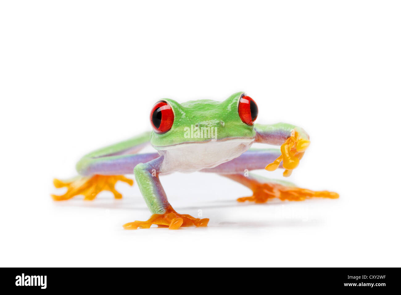 Red-eyed Tree Frog (Agalychnis callidryas) Stock Photo